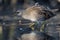 Spotted crake Porzana porzana feeding in wetland swamp bird reflection in water