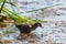 Spotted crake or Porzana porzana in a wildlife close up