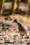 Spotted crake or Porzana porzana in a wildlife close up