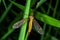 Spotted crane fly Lat. Nephrotoma appendiculata