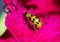 A spotted cucumber beetle on a flower petal