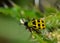 Spotted Cucumber beetle in a thistle plant.