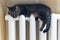 Spotted cute cat lying and sleeping on the heating radiator at home