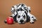 A spotted Dalmatian dog lies on a red background