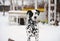 Spotted Dalmatian dog in the snow in the winter yard. Table in the background