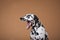 Spotted Dalmatian dog yawns on a red background