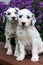 Spotted Dalmatian puppies sitting on bench in front of colorful summer flowers