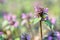 The Spotted Dead-Nettle Lamium Maculatum