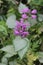 Spotted dead-nettle with lilac flowers, a border plant.