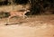 Spotted deer