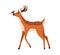 Spotted deer animal walking, playing with bird friend. Cute bambi reindeer with horns standing, side view. Graceful