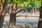 Spotted deer Axis axis in a mangrove forest in Sundarbans, Banglade