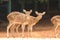 Spotted deer in Bangladesh national zoo