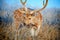 Spotted deer or Cheetal in a misty nature landscape