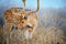 Spotted deer or Cheetal in a misty nature landscape