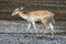 A spotted deer, or chital,