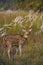 Spotted deer or chital, Axis axis, Bandhavgarh Tiger Reserve, Madhya Pradesh, India