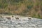 Spotted deer or chital or axis deer family herd or group crossing from fast flowing river water in line or pattern during safari