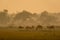 Spotted deer or Chital or Cheetal or axis axis herd in golden hour sunset light in beautiful landscape of keoladeo bharatpur