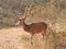 Spotted Deer/ Chital / Cheetal (Axis axis) Male