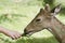 Spotted deer eating grass in Bardia, Nepal