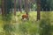 Spotted deer in the enclosure of Belovezhskaya Pushcha. They walk around the aviary