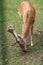 Spotted deer in the enclosure of Belovezhskaya Pushcha. They walk around the aviary