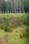 Spotted deer in the enclosure of Belovezhskaya Pushcha. They walk around the aviary