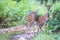 Spotted deer fauns in forest