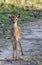 Spotted deer fawn