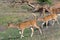 Spotted deer fawns at pond