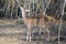 Spotted deer feeding on bamboo seeds