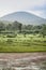 Spotted deer feeding in the grassland forest