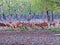 Spotted deer flock at Sundarbans, Bangladesh