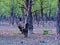 Spotted deer flock at Sundarbans, Bangladesh