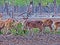 Spotted deer flock at Sundarbans, Bangladesh