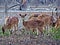 Spotted deer flock at Sundarbans, Bangladesh