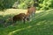 Spotted deer foraging