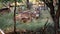 Spotted Deer in forest landscape at Ranthambhore National Park, India