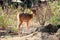 Spotted deer found common in Indian peninsula