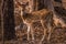 Spotted Deer in Gir Jungle, Gujarat, India.