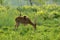 Spotted deer grazing at dawn