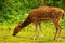 Spotted deer grazing grass lonely in the forest area