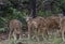 Spotted Deer Herd in the Forest