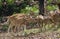 Spotted Deer Herd in the Forest