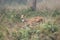 Spotted Deer in Jungle Grass
