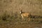 Spotted deer looking at the sunlight in the jungle