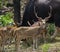 Spotted Deer Male in the Forest