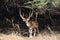 Spotted deer posing for photograph