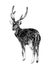 Spotted deer stands full-length with his back turned with his head turned turns back,